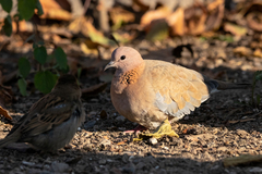 Streptopelia senegalensis