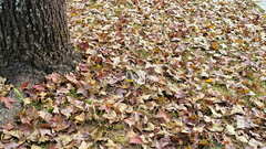 Liquidambar formosana