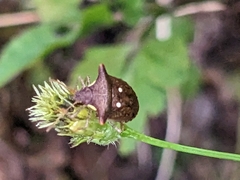 Eysarcoris guttigerus