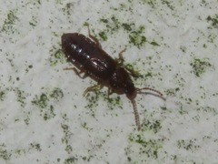 Acidota crenata