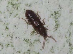 Acidota crenata