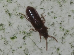 Acidota crenata