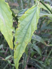 Clinacanthus nutans