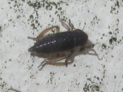 Aphrodes makarovi