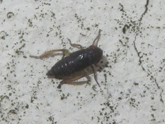 Aphrodes makarovi