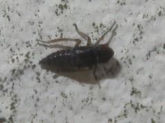 Aphrodes makarovi