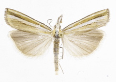 Agriphila aeneociliella