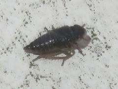 Aphrodes makarovi