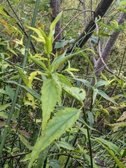 Clinacanthus nutans