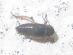Aphrodes makarovi