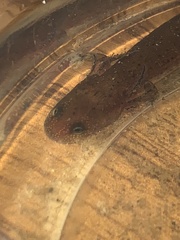 Pseudotriton montanus