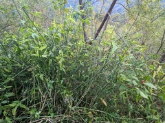 Clinacanthus nutans
