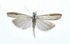 Agriphila poliellus