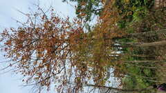 Liquidambar formosana
