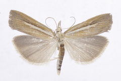 Agriphila selasella