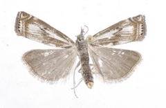 Crambus alienellus