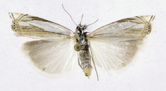 Crambus pascuella