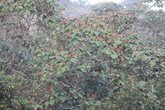 Mallotus tetracoccus