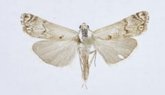 Elethyia subscissa