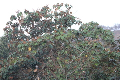 Mallotus tetracoccus