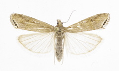 Euchromius ocellea