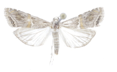 Euchromius ramburiellus