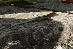 Pholidoscelis exsul