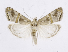 Euchromius superbella