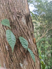 Ficus sarmentosa nipponica
