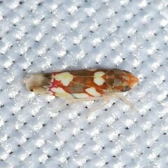 Erythroneura elegans