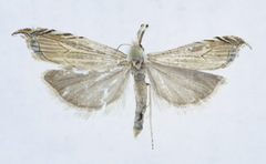 Metacrambus jugaraicae