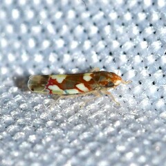 Erythroneura elegans