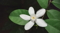 Wrightia antidysenterica