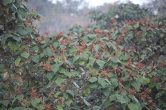 Mallotus tetracoccus