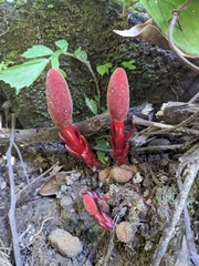 Balanophora laxiflora