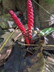 Balanophora laxiflora