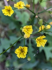 Ixeridium laevigatum