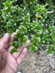 Rhaphithamnus spinosus