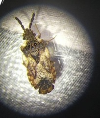 Aradus depressus