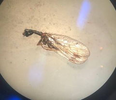 Raphidiidae
