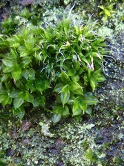 Syntrichia papillosa