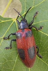 Coraliomela quadrimaculata