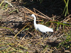 Egretta garzetta