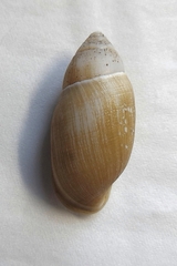 Ellobium