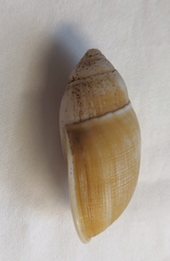 Ellobium