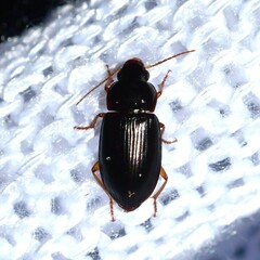 Notiobia