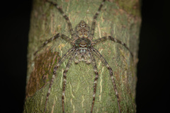 Pandercetes
