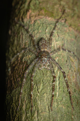 Pandercetes