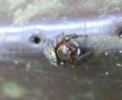 Carrhotus sannio