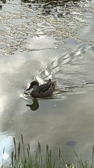 Anas bahamensis galapagensis